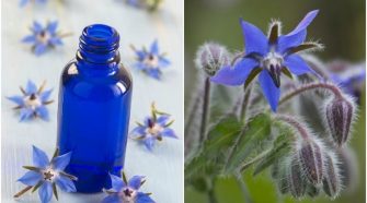 Six borage oil benefits you need to know