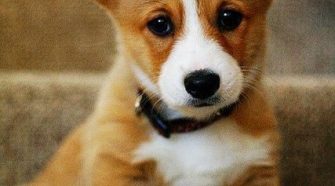 Will Pembroke Welsh Corgi Puppies Make Good Pets for Your Young Kids