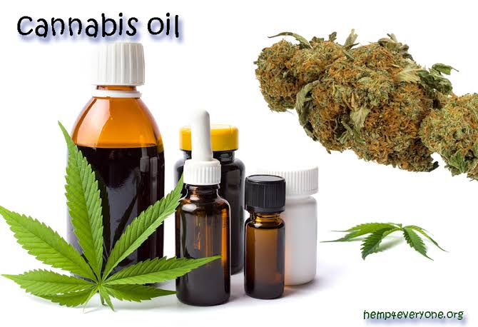 What You Need to Know About Cannabis Oil for Dogs