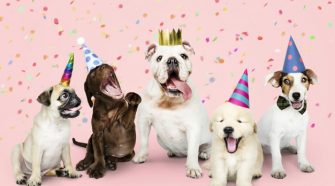 Group of puppies celebrating a new year Free Photo