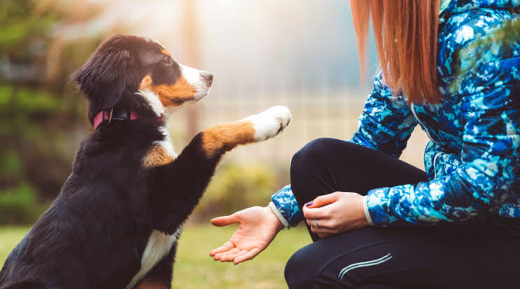 How Giving Your Pet CBD Can Help With Common Illnesses
