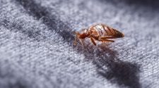 Tips on Selecting a Bed Bug Control Expert