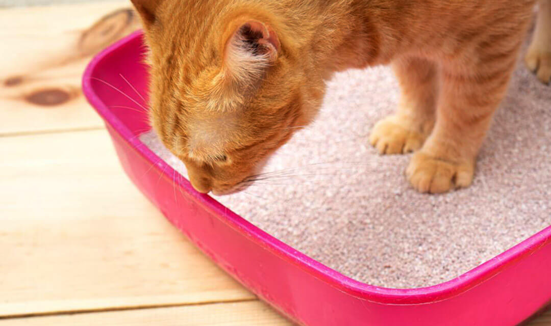 Does your little kitten eat litter? If yes, let’s find out the reasons and answers to how to stop cats from eating litter.