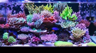 Top Tips To Keep In Mind When Starting A Reef Tank