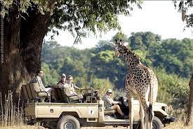 The best countries to go on safari
